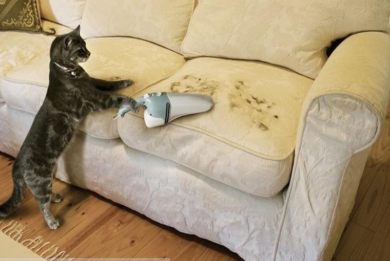 Animali in casa 5