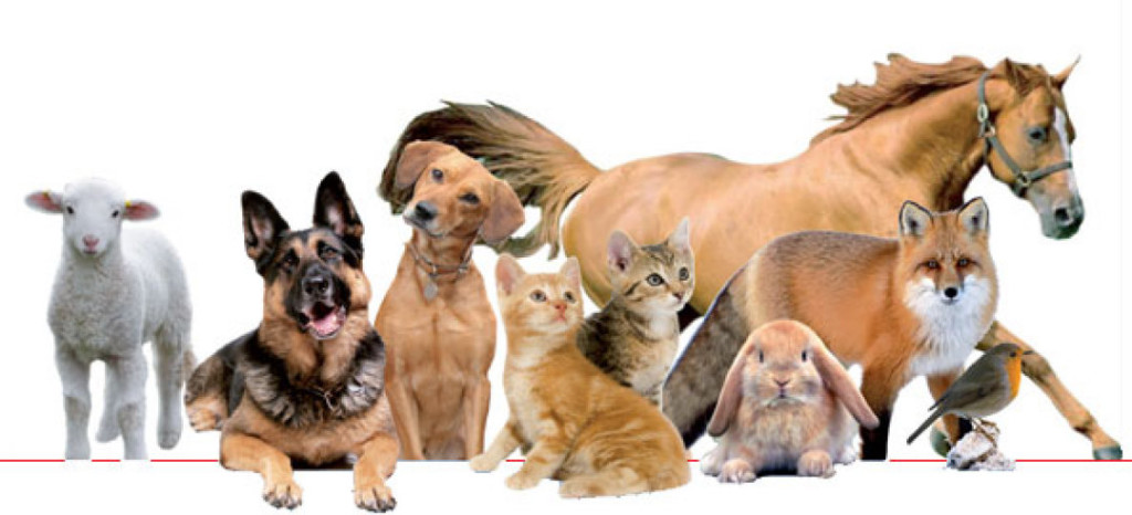 animali 1