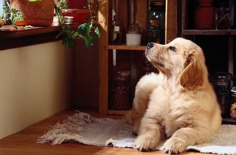 animali in casa 4